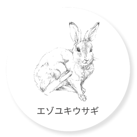 エゾユキウサギ
