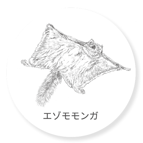 エゾモモンガ