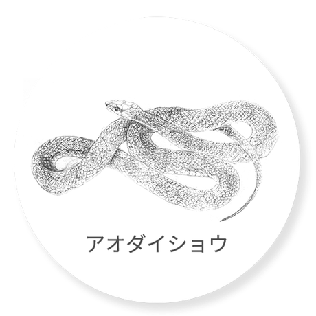 アオダイショウ