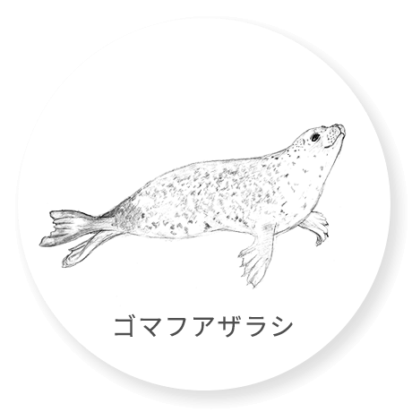ゴマフアザラシ