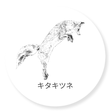 キタキツネ