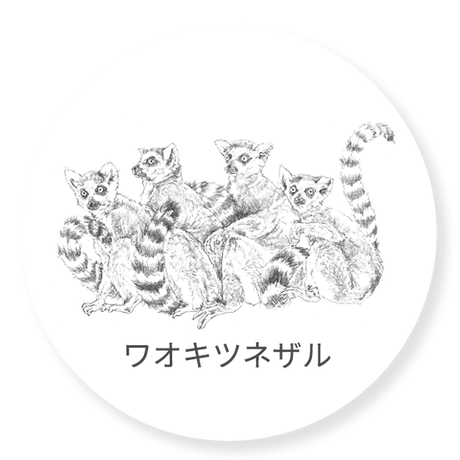 ワオキツネザル